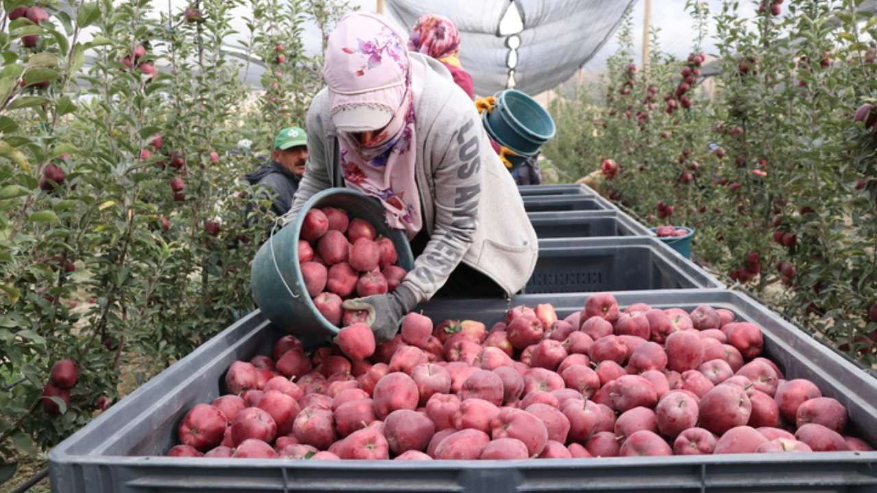 Spring su uygulamasıyla zirai dondan kurtuldu! Tonlarca rekolte alan çiftçi sırrını açıkladı 12