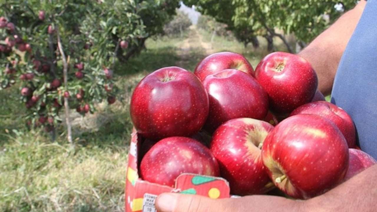 Spring su uygulamasıyla zirai dondan kurtuldu! Tonlarca rekolte alan çiftçi sırrını açıkladı 4