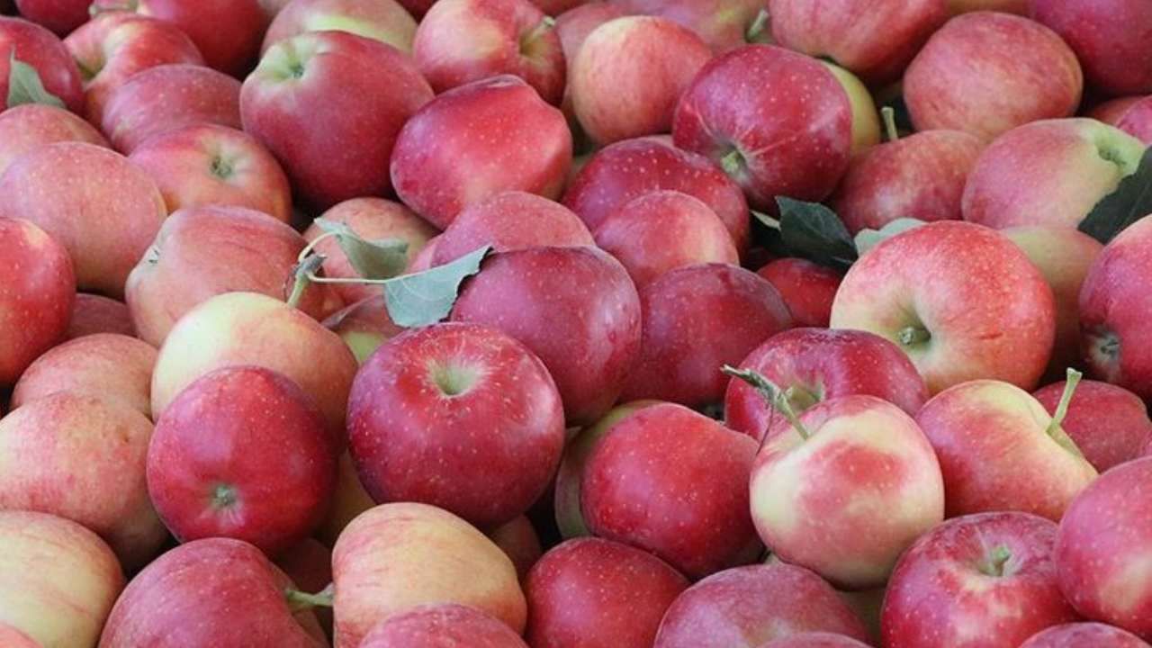 Spring su uygulamasıyla zirai dondan kurtuldu! Tonlarca rekolte alan çiftçi sırrını açıkladı 5