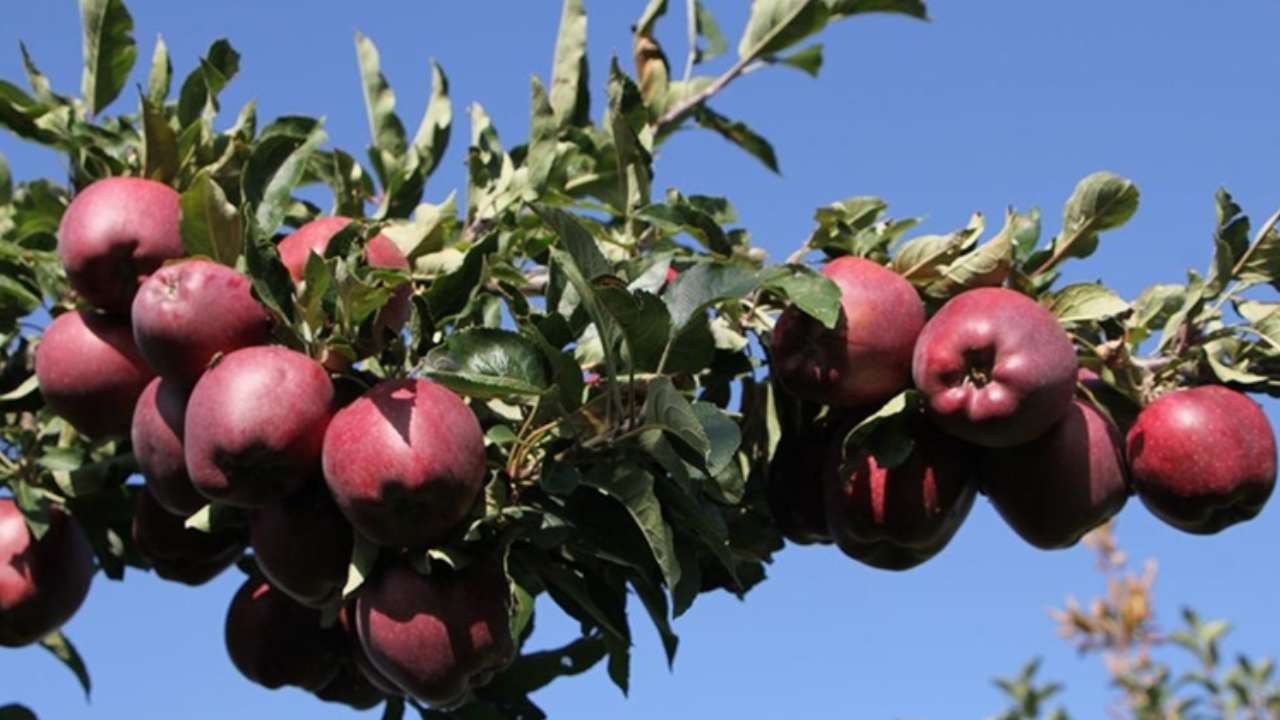 Spring su uygulamasıyla zirai dondan kurtuldu! Tonlarca rekolte alan çiftçi sırrını açıkladı 6