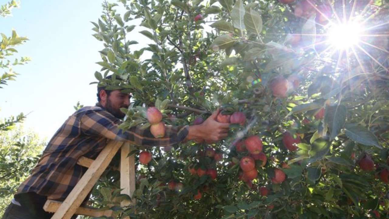 Spring su uygulamasıyla zirai dondan kurtuldu! Tonlarca rekolte alan çiftçi sırrını açıkladı 7