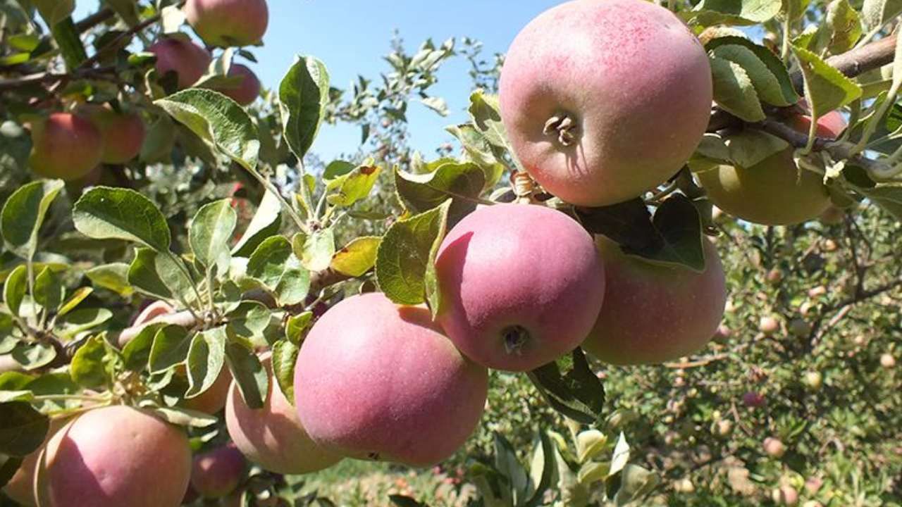 Spring su uygulamasıyla zirai dondan kurtuldu! Tonlarca rekolte alan çiftçi sırrını açıkladı 8