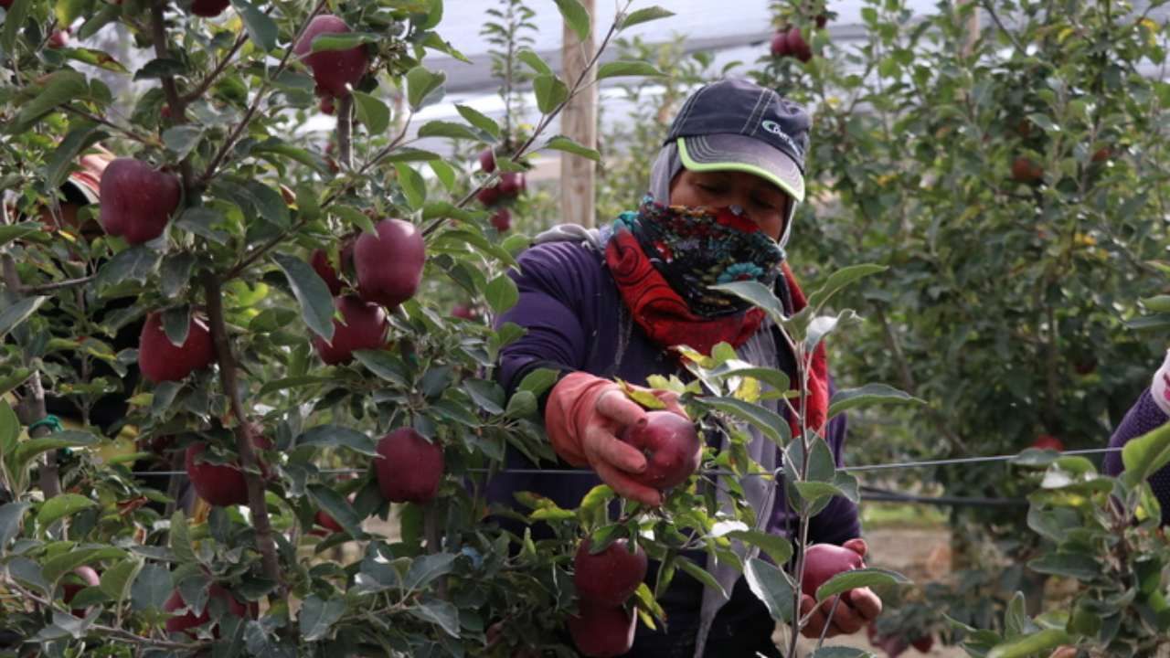 Spring su uygulamasıyla zirai dondan kurtuldu! Tonlarca rekolte alan çiftçi sırrını açıkladı 10