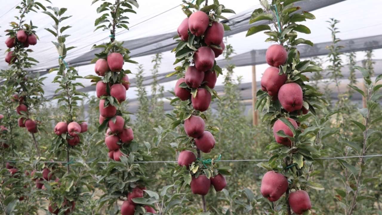 Spring su uygulamasıyla zirai dondan kurtuldu! Tonlarca rekolte alan çiftçi sırrını açıkladı 11