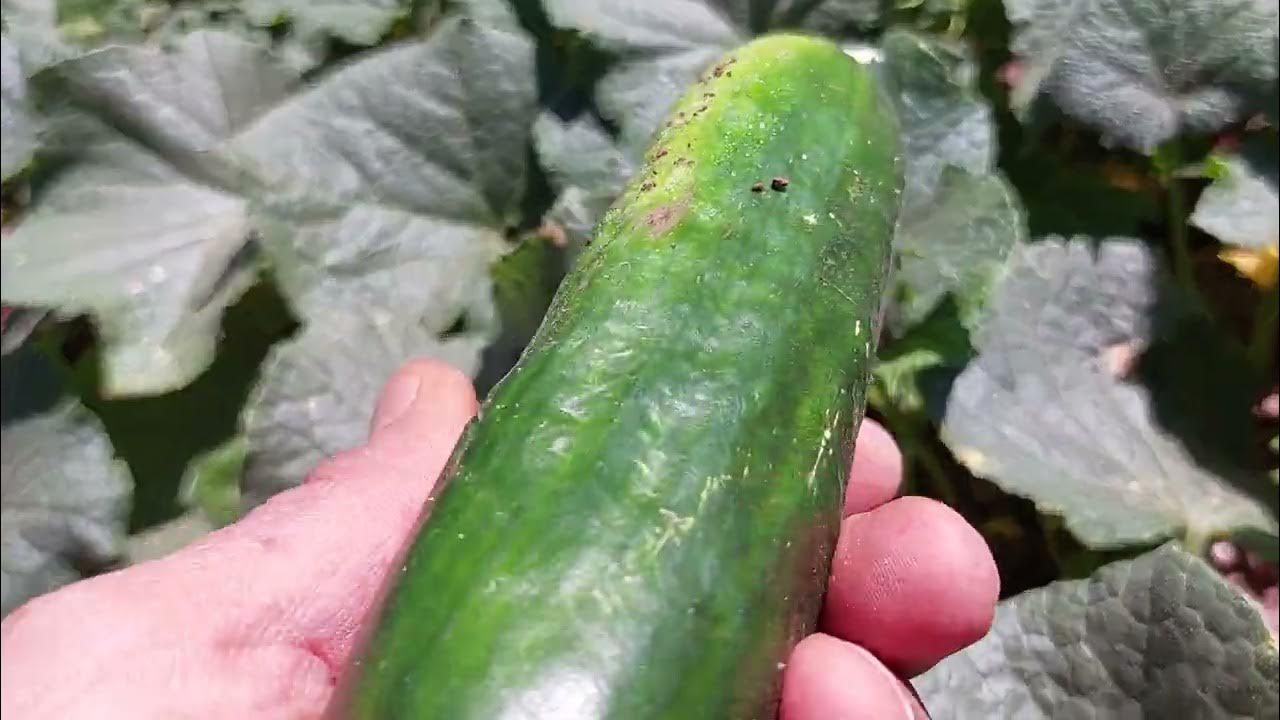 Buruşmuş salatalık ve biberleri kayış gibi yapmanın sırrı; Jalapeno biberde anına işe yarıyor 9