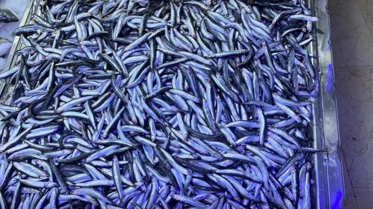 Hamsi bolluğu! Kilosu 50 TL'ye kadar düştü, tezgah önünde kuyruklar oluşuyor 5