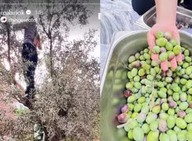 Burcu Biricik ağaç tepelerinde zeytin topladı 2
