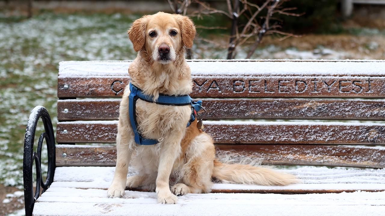 Evcil hayvan sahipleri dikkat: Kedi, köpek ve gelinciklerde mikroçip zorunluluğu için tanınan süre uzatıldı: Son tarih 31 Aralık 2025 1