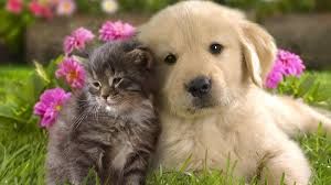 Evcil hayvan sahipleri dikkat: Kedi, köpek ve gelinciklerde mikroçip zorunluluğu için tanınan süre uzatıldı: Son tarih 31 Aralık 2025 5