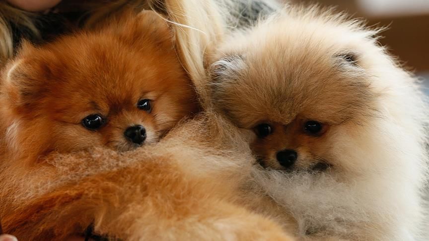 Evcil hayvan sahipleri dikkat: Kedi, köpek ve gelinciklerde mikroçip zorunluluğu için tanınan süre uzatıldı: Son tarih 31 Aralık 2025 2