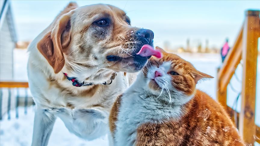 Evcil hayvan sahipleri dikkat: Kedi, köpek ve gelinciklerde mikroçip zorunluluğu için tanınan süre uzatıldı: Son tarih 31 Aralık 2025 3