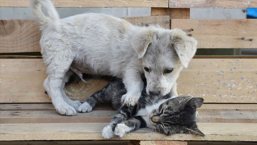 Evcil hayvan sahipleri dikkat: Kedi, köpek ve gelinciklerde mikroçip zorunluluğu için tanınan süre uzatıldı: Son tarih 31 Aralık 2025 4