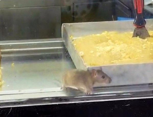 İzmir Buca'da "yok artık" dedirten anlar! Börek tezgahında fareler cirit atıyor... 1