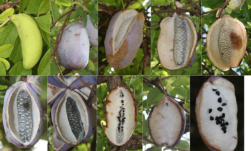 Dünyanın en ilginç meyveleri: Durian, Hala, Rambutan, Akebya 6