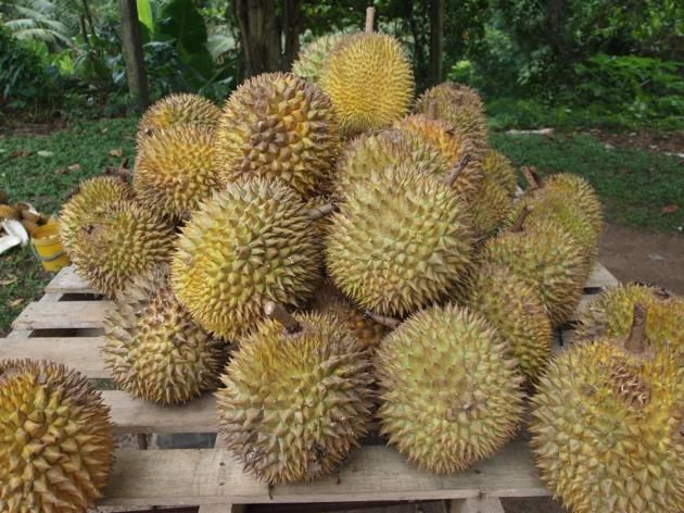 Dünyanın en ilginç meyveleri: Durian, Hala, Rambutan, Akebya 2