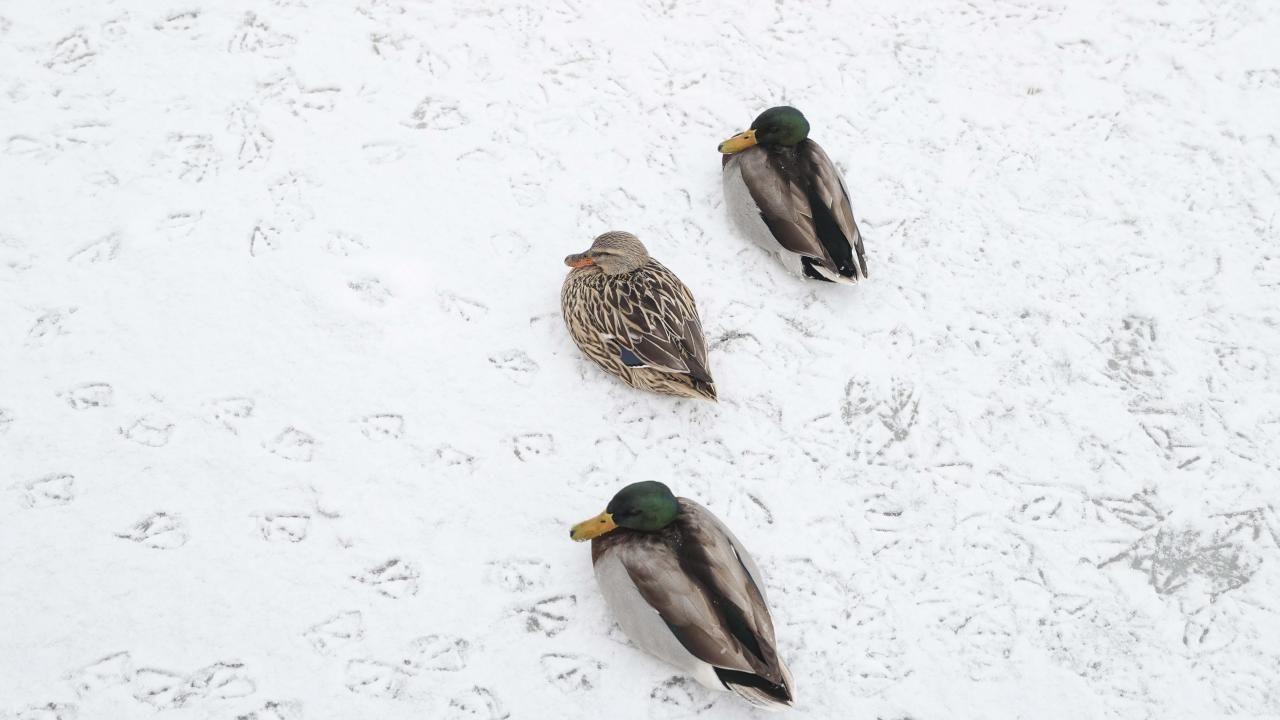 50 ile kar geliyor! Meteoroloji tarih vererek uyardı: Lodos bitecek, kar yağışı geri gelecek 21