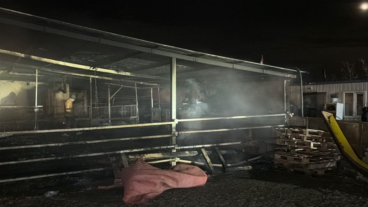 Tekirdağ'da çiftlik yangını! 60 küçükbaş telef oldu 1