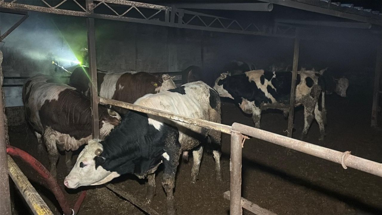 Tekirdağ'da çiftlik yangını! 60 küçükbaş telef oldu 2
