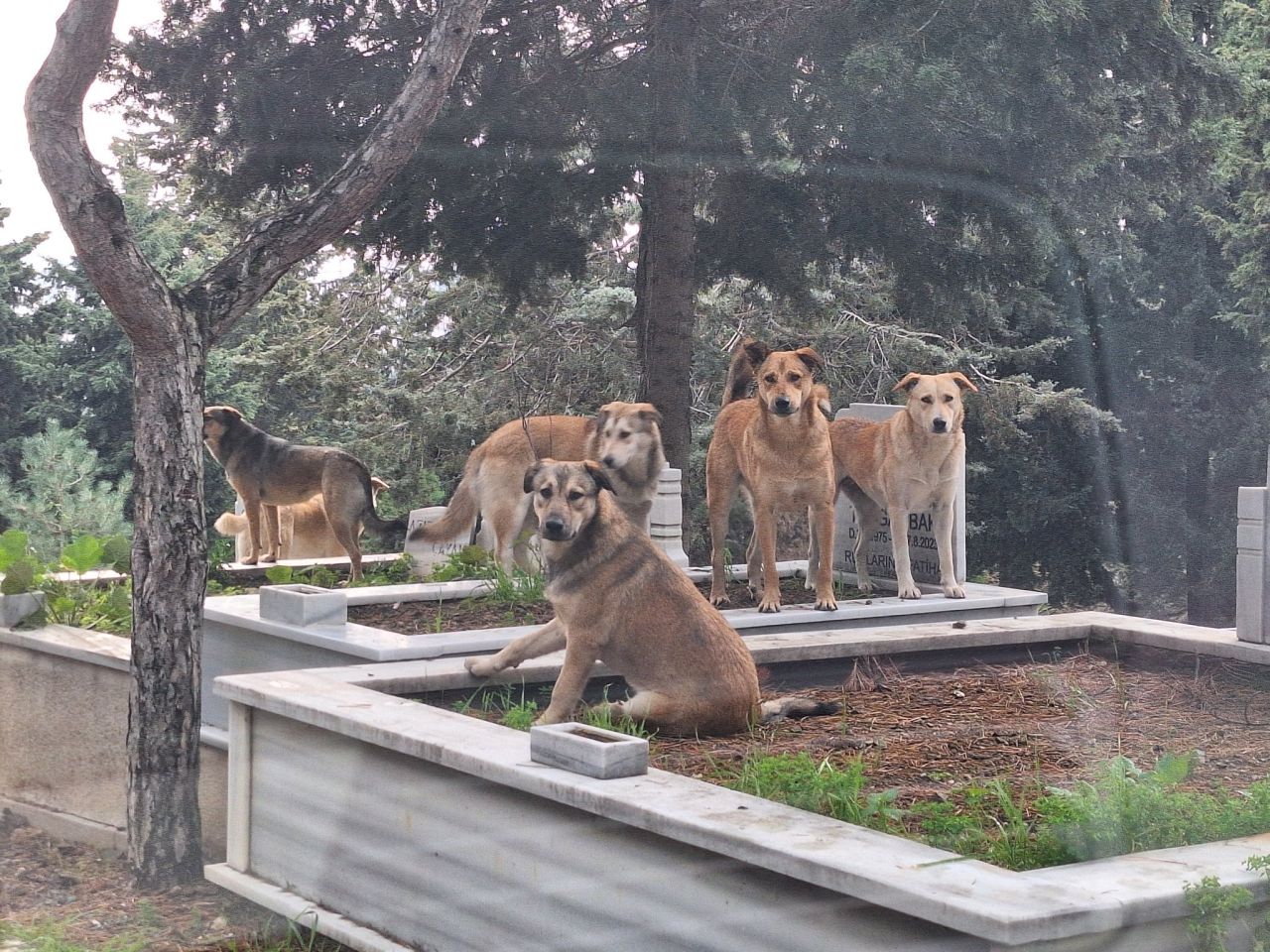 İstanbul Valiliği'nden sokak köpekleri kararı! Mayıs onuna kadar toplatılacak: Uymayana ceza var 3