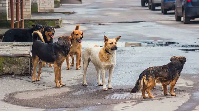 İstanbul Valiliği'nden sokak köpekleri kararı! Mayıs onuna kadar toplatılacak: Uymayana ceza var 5