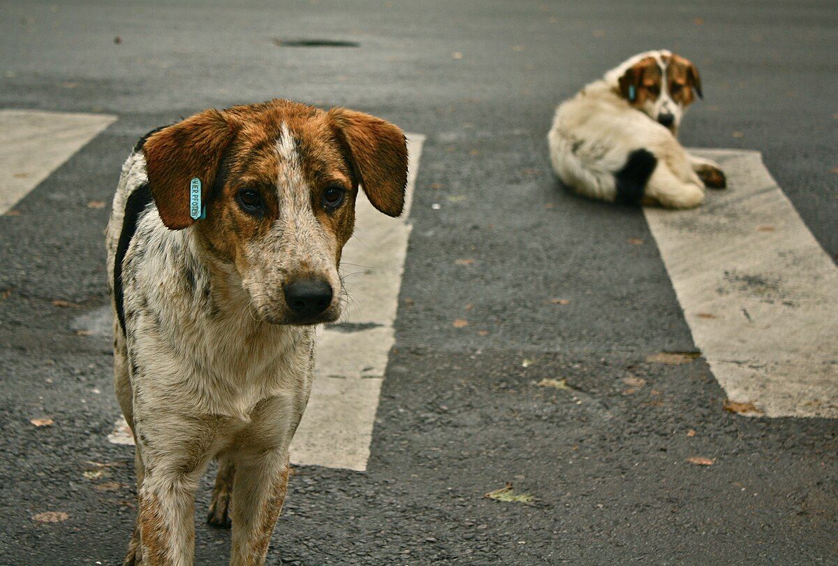 İstanbul Valiliği'nden sokak köpekleri kararı! Mayıs onuna kadar toplatılacak: Uymayana ceza var 4