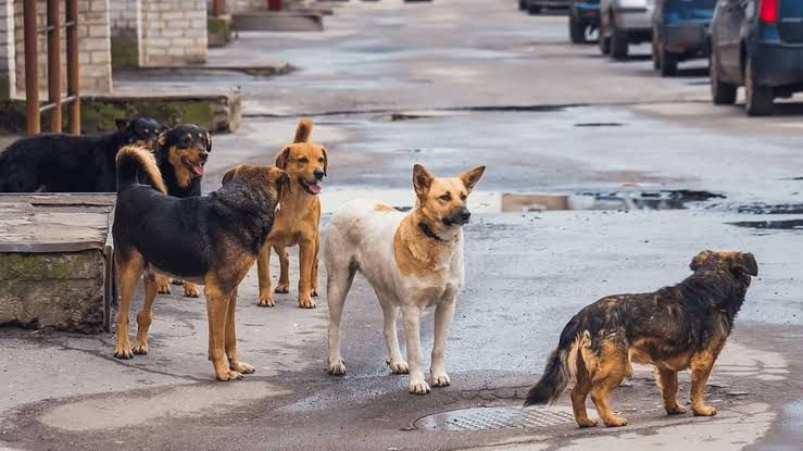 İstanbul Valiliği'nden sokak köpekleri kararı! Mayıs onuna kadar toplatılacak: Uymayana ceza var 1