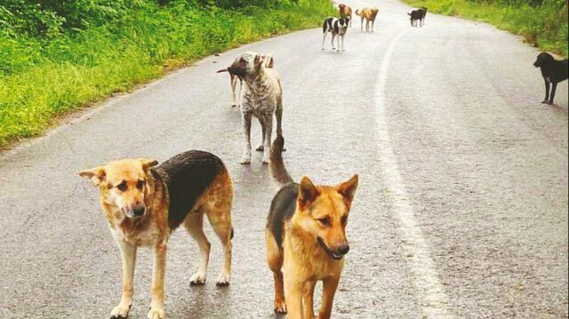 İstanbul Valiliği'nden sokak köpekleri kararı! Mayıs onuna kadar toplatılacak: Uymayana ceza var 2