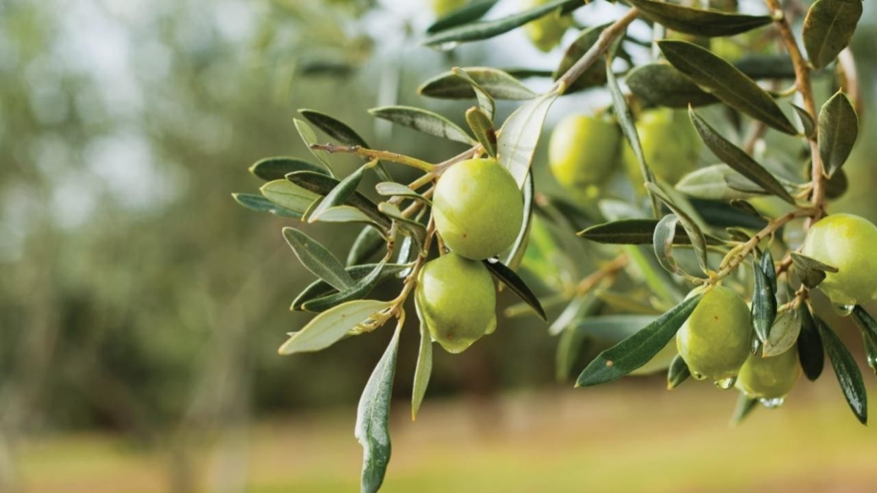 Türkiye'nin 40 yıllık zeytin firması batıyor mu? BAKTAT konkordato sürecine girdi 3