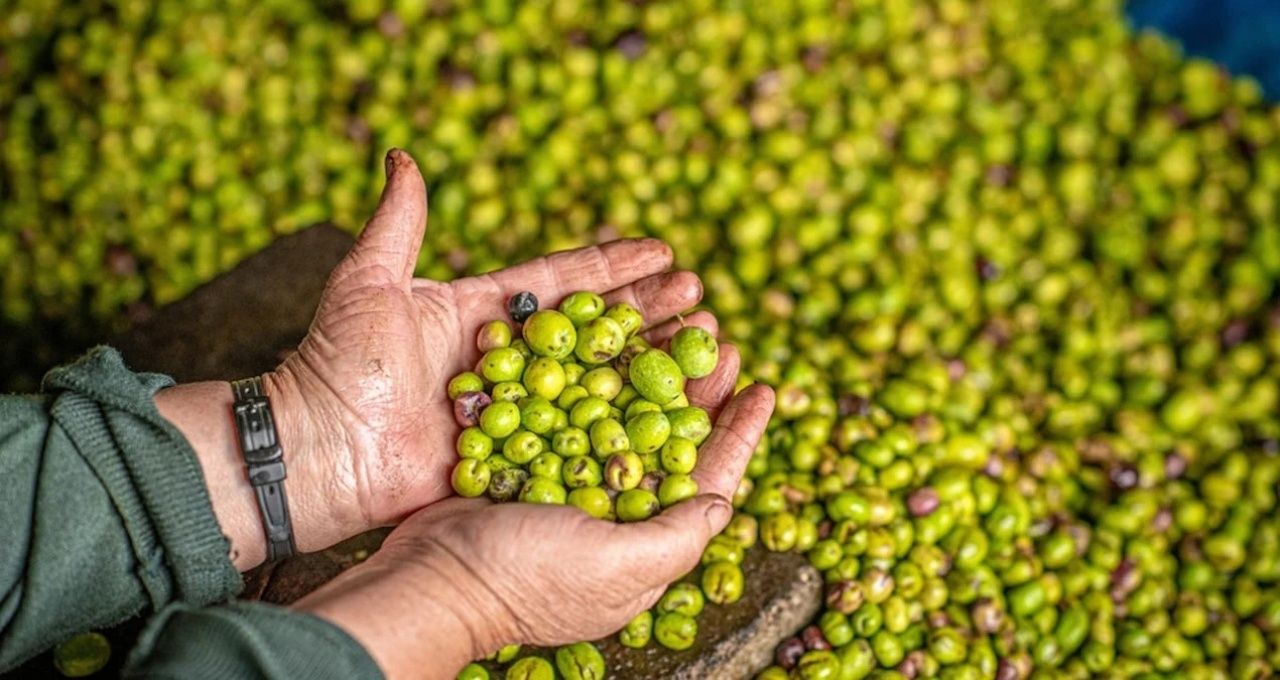 Türkiye'nin 40 yıllık zeytin firması batıyor mu? BAKTAT konkordato sürecine girdi 4