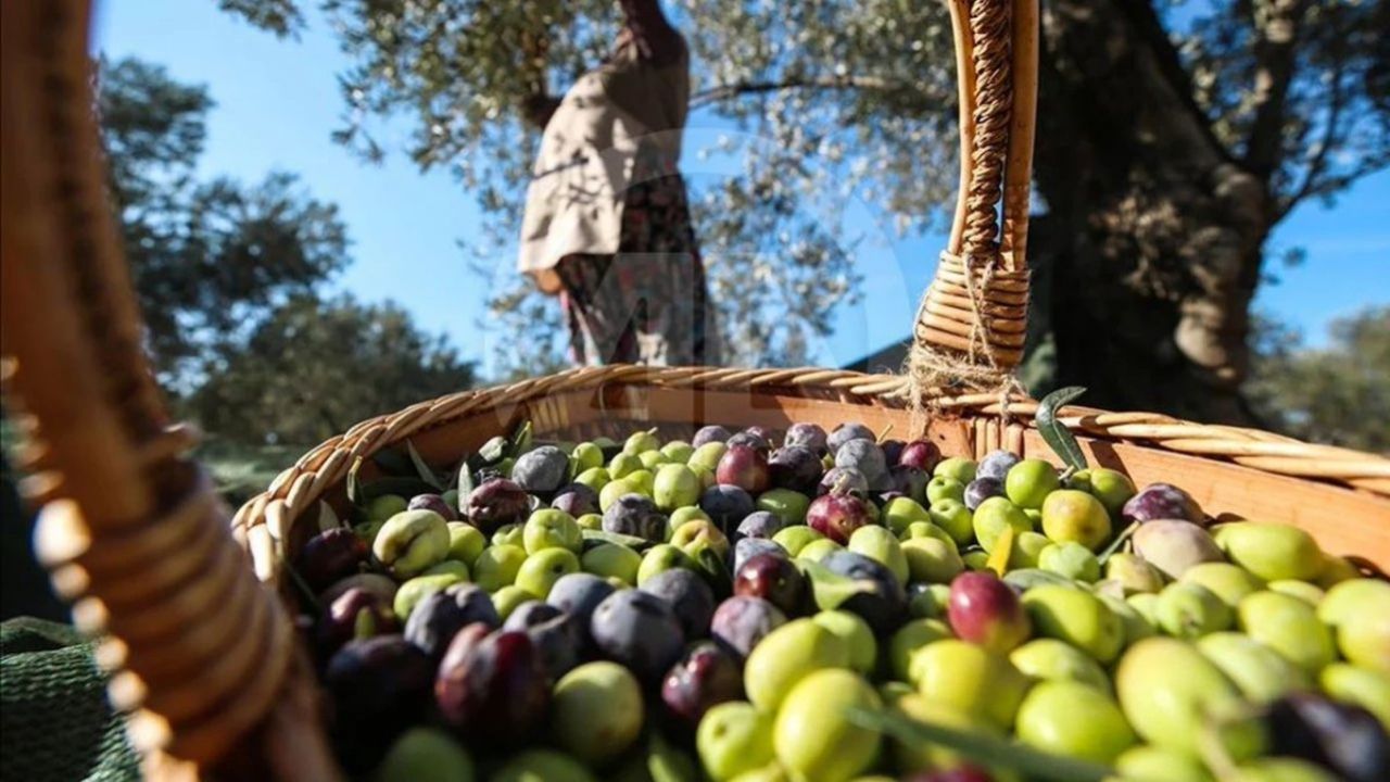 Türkiye'nin 40 yıllık zeytin firması batıyor mu? BAKTAT konkordato sürecine girdi 5