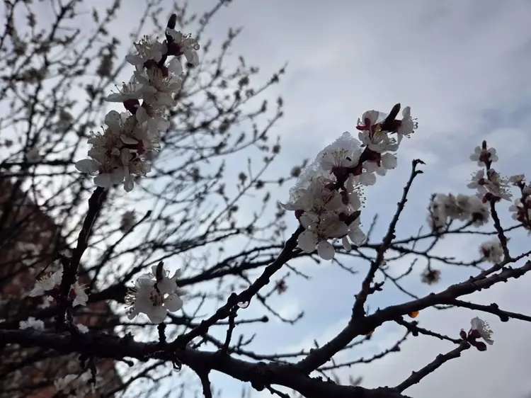 Doğu Karadeniz’de nisan ayında kar yağdı 1