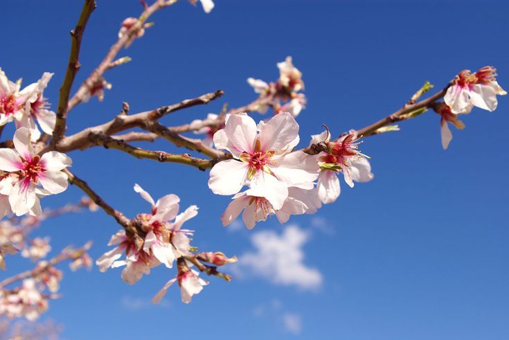 Yağışlar bitiyor, bahar havası geliyor! Meteoroloji, duyurdu: Salı gününden itibaren... 3