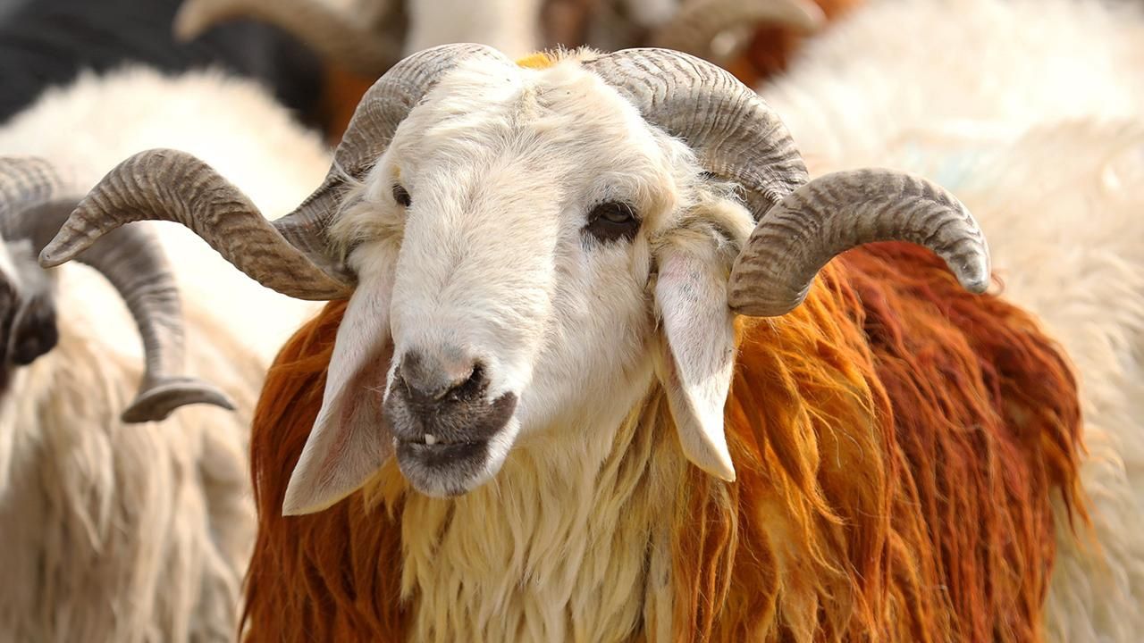 Kurban bağışında dolandırıcı tuzağına dikkat! Sahte dernekler nasıl anlaşılır? Link oyununa sakın gelmeyin... 5