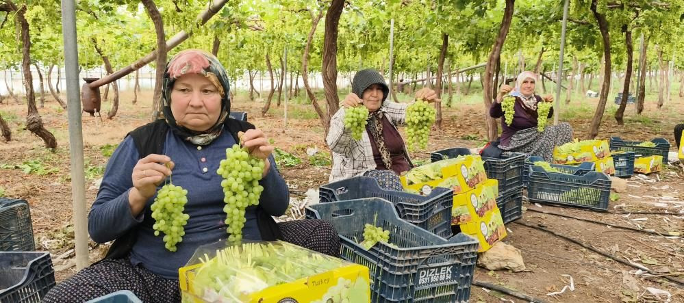 Yılın ilk hasadı yapıldı: Kilosu 600 TL'den satılıyor! 1