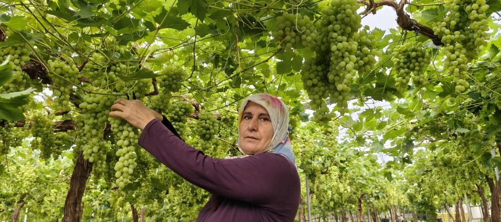 Yılın ilk hasadı yapıldı: Kilosu 600 TL'den satılıyor! 2