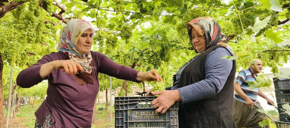 Yılın ilk hasadı yapıldı: Kilosu 600 TL'den satılıyor! 3