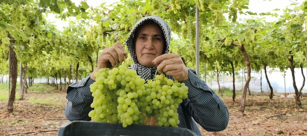 Yılın ilk hasadı yapıldı: Kilosu 600 TL'den satılıyor! 5