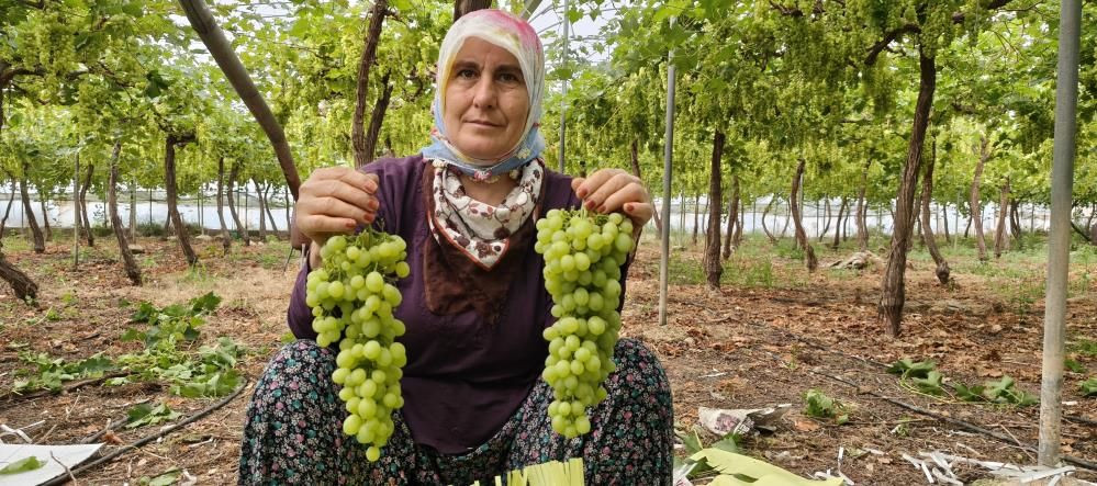 Yılın ilk hasadı yapıldı: Kilosu 600 TL'den satılıyor! 6