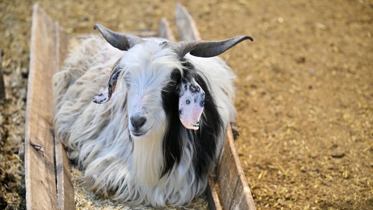 Vekaletle kurban kesiminde dikkat edilmesi gerekenler 12