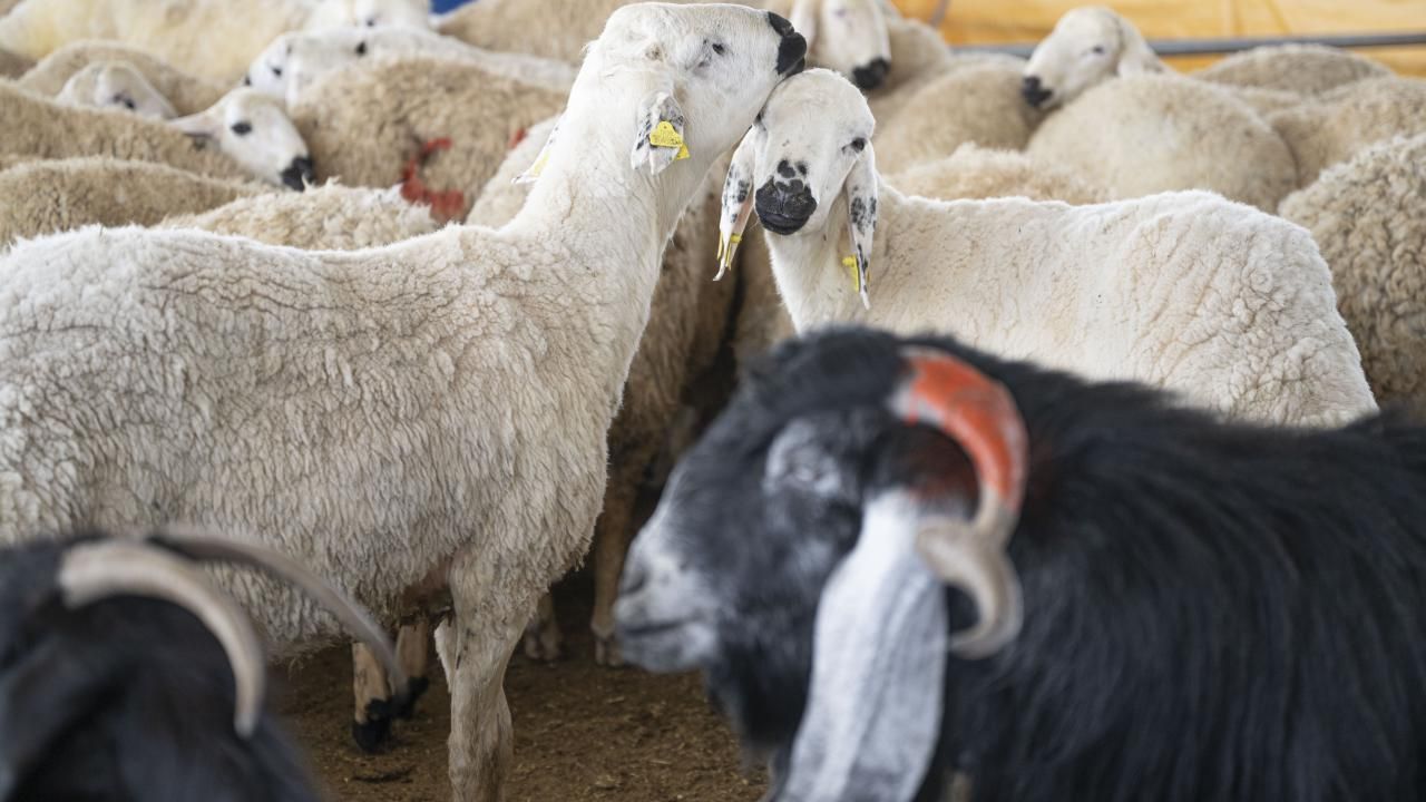 Vekaletle kurban kesiminde dikkat edilmesi gerekenler 14