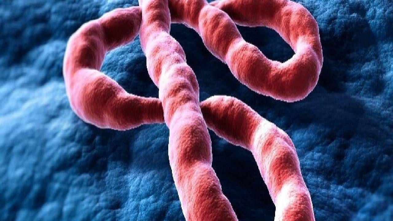 Hantavirüs derken asıl salgın o ülkede başladı! 246 vaka, 65 ölü 1