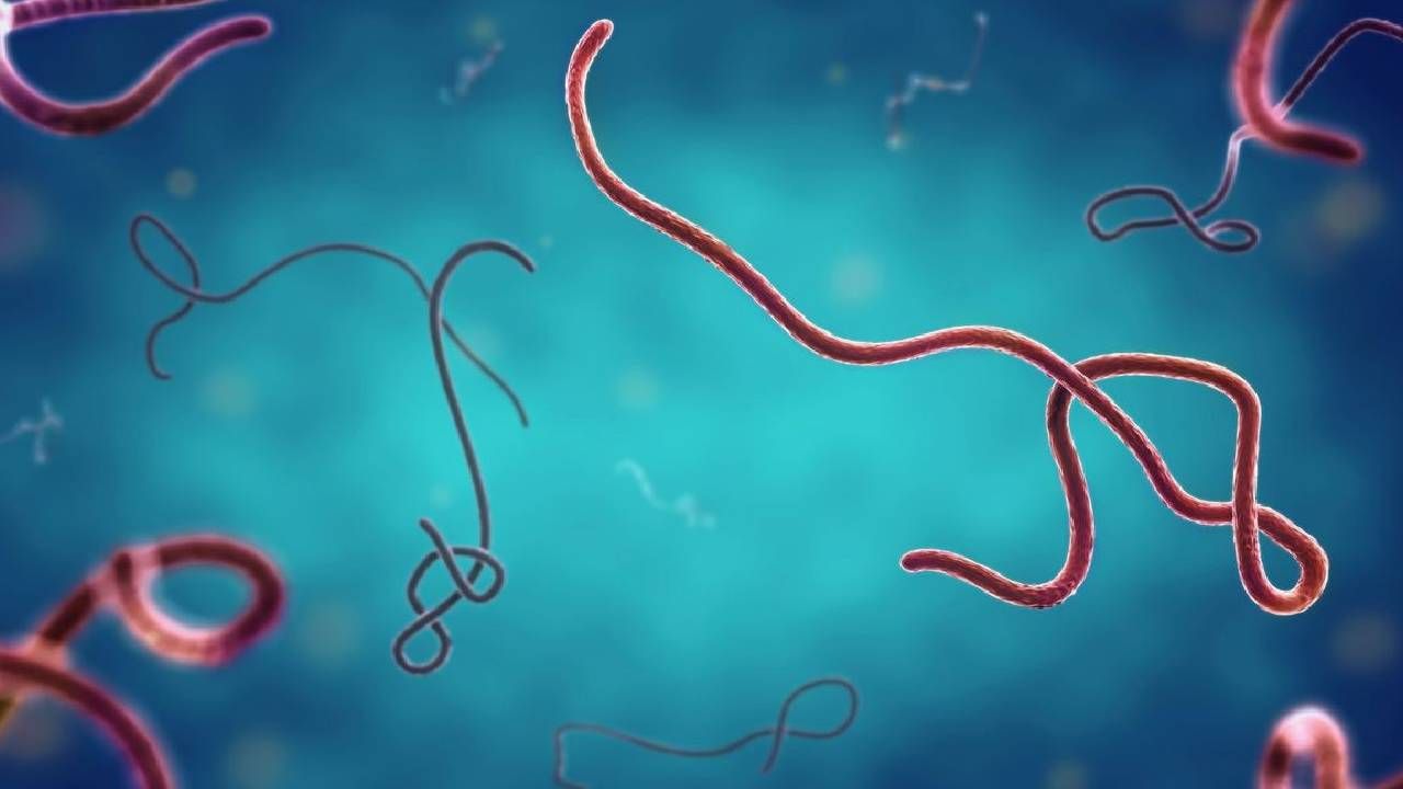 Afrika'dan sonra oraya sıçradı! Avrupa ülkesinde Ebola krizi: Acil durum ilan edildi 1
