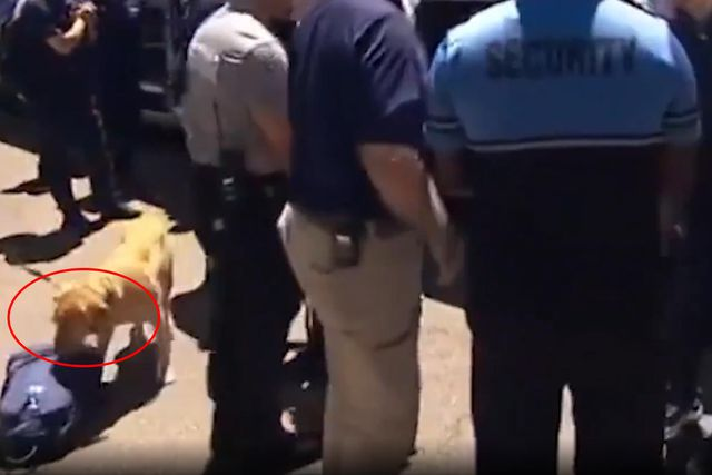 ABD'den 5 ülkeye karşı skandal tavır! Dünya Kupası öncesi K9 köpekleriyle arandılar 10