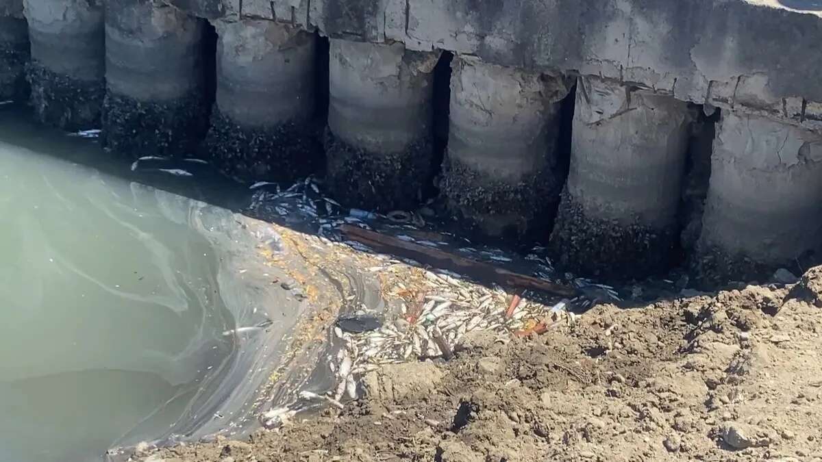 Bakırköy Çırpıcı Deresi'nde İSKİ faciası: Binlerce balık telef oldu, kokudan yaklaşılmıyor... 5