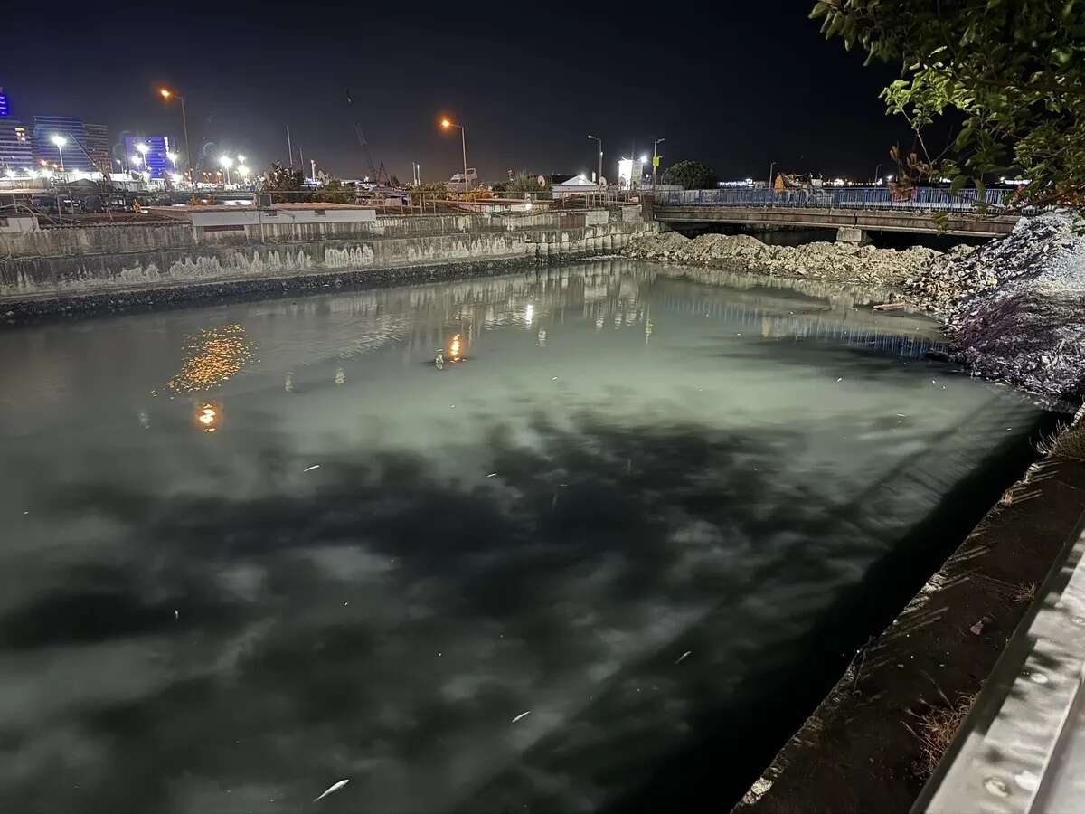 Bakırköy Çırpıcı Deresi'nde İSKİ faciası: Binlerce balık telef oldu, kokudan yaklaşılmıyor... 1