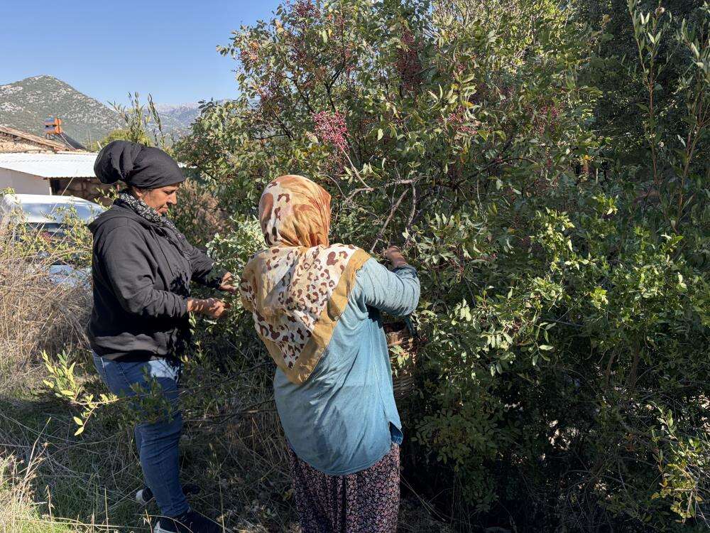 Yöre halkının gelir kapısı oldu: Meyvesi 300, yağı bin 200 lira! Torosların şifalı bitkisi 4