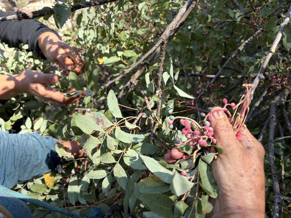 Yöre halkının gelir kapısı oldu: Meyvesi 300, yağı bin 200 lira! Torosların şifalı bitkisi 6