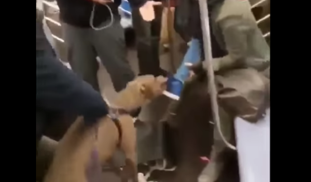 Pitbull kadın yolcuya saldırdı!