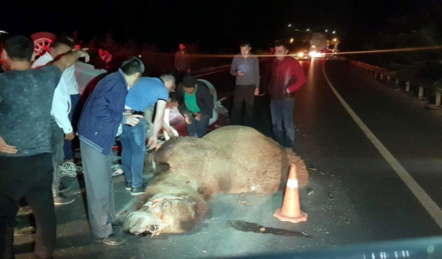 200 bin liralık pehlivan deveye araba çarptı!