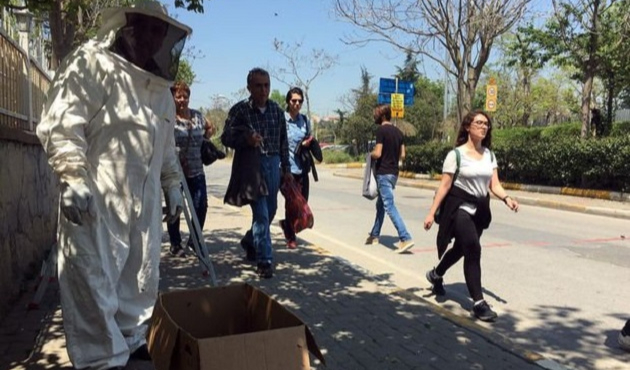 Kadıköy'de arı istilası!